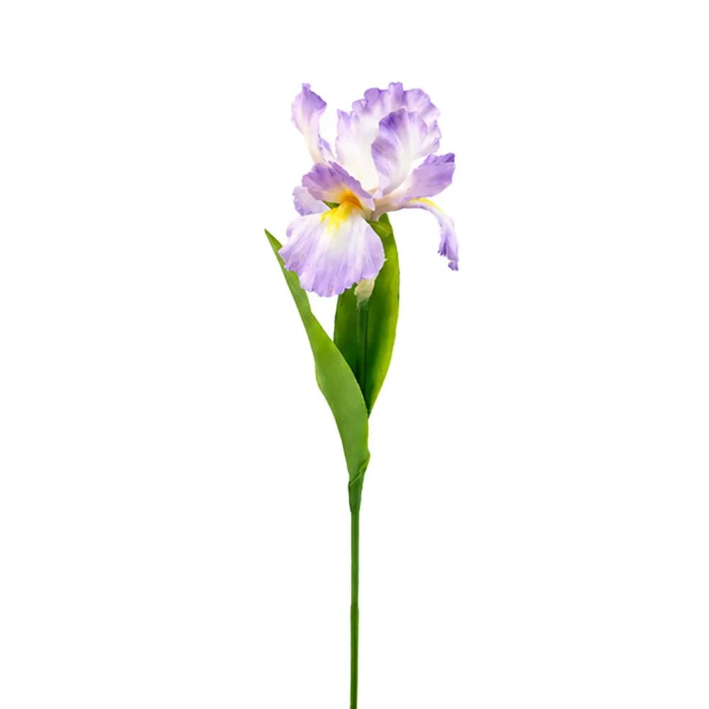 Iris Stem - 3