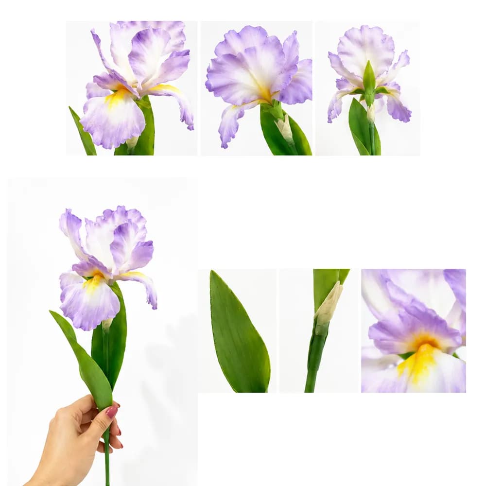 Iris Stem