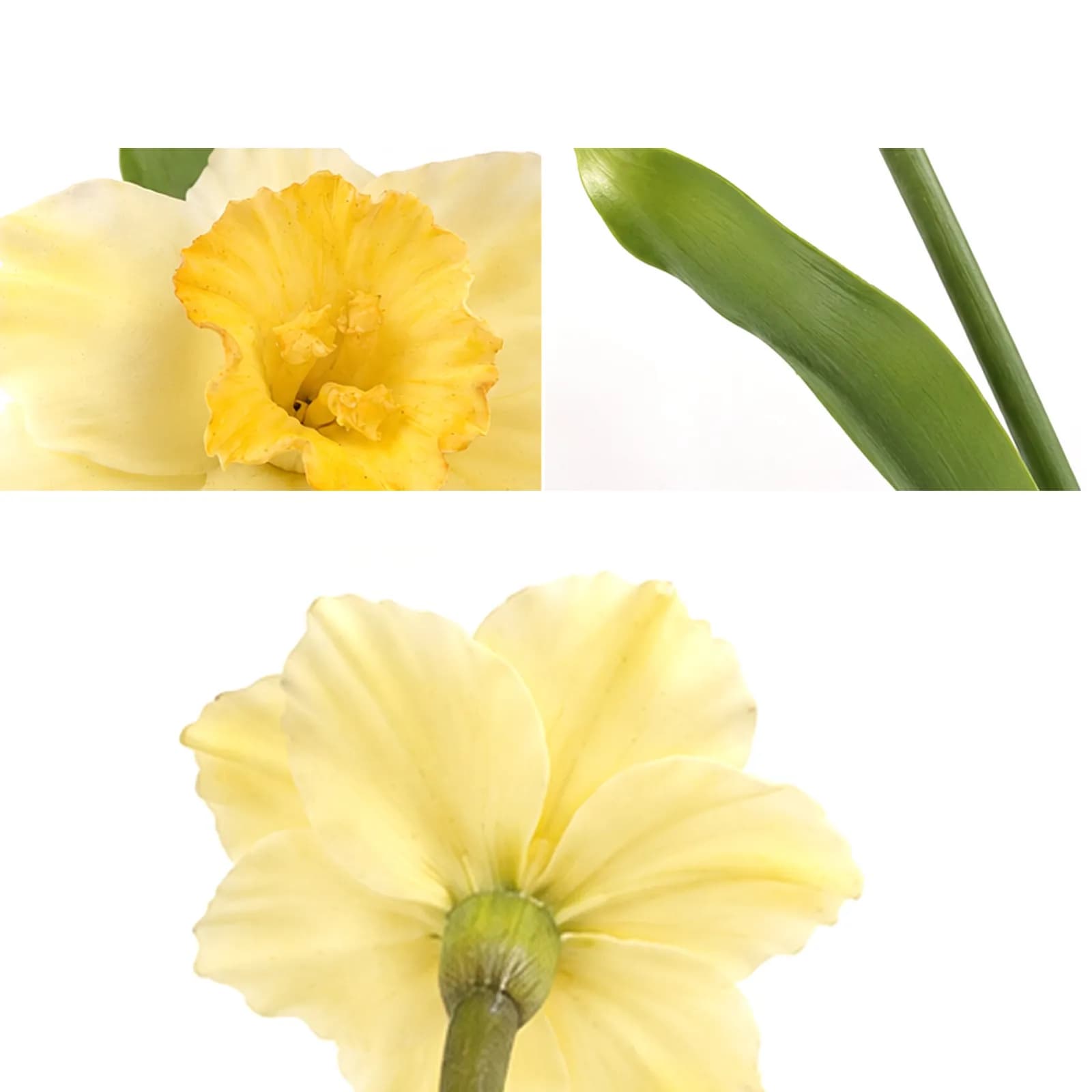 Large Daffodil Stem - 3