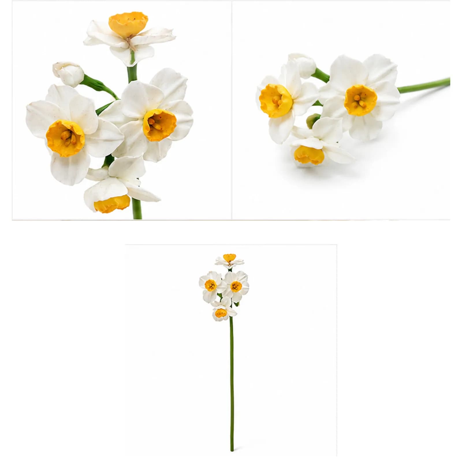 Cluster Daffodil Stem - 2