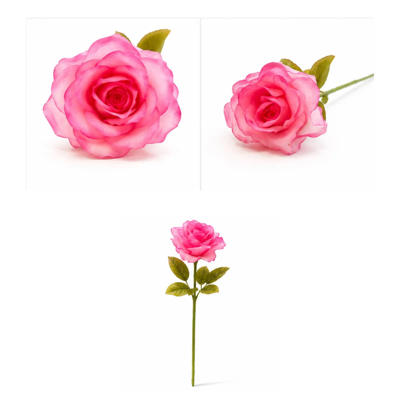 Vivid Rose Bloom - 2